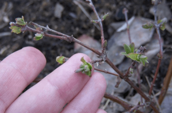Honeysuckle buds
