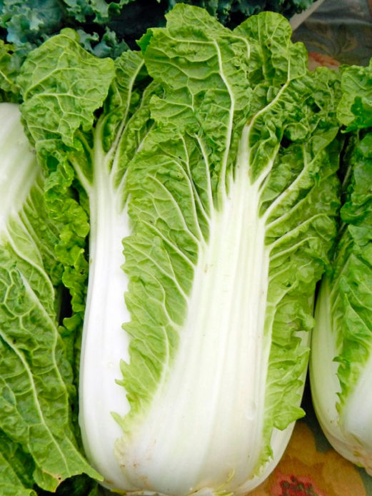 Peking cabbage of the Khibiny variety