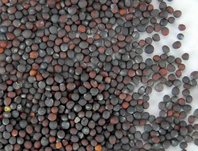 Peking cabbage seeds