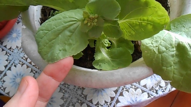 Flowering Chinese cabbage