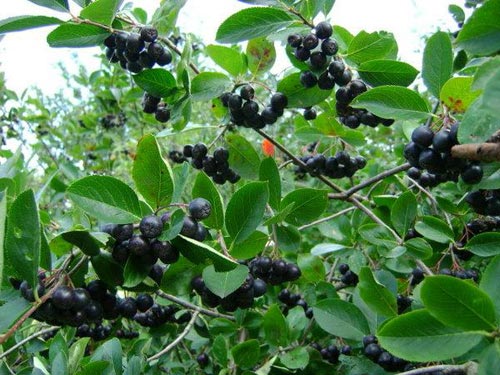 Black chokeberry
