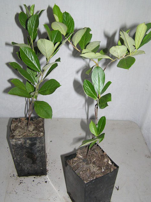 Chokeberry seedlings