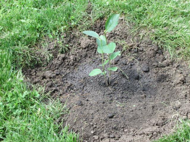 Planting a chokeberry seedling