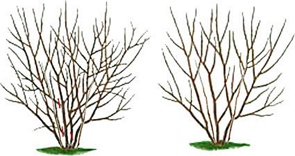Pruning chokeberry bush