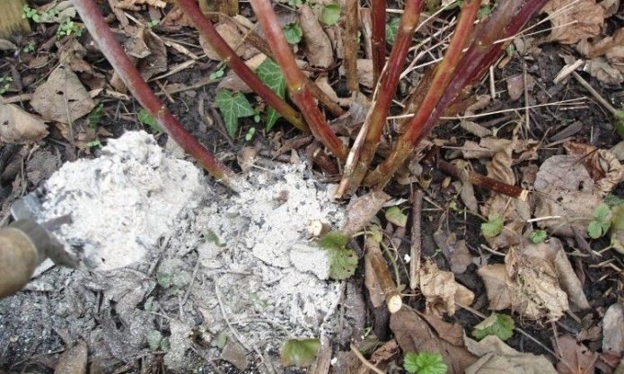 Fertilizing a bush with ash