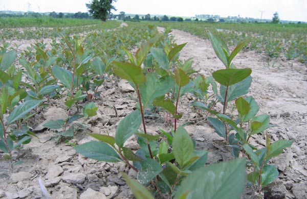 Chokeberry seedlings