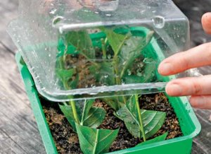 Green cuttings of chokeberry