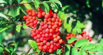 Rowan variety Businka