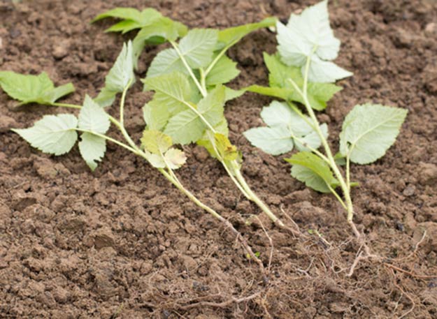Cuttings separated from the mother bush