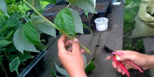 Green raspberry stalk