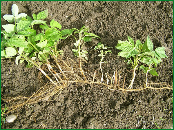 Horizontal branch of raspberry root with shoots