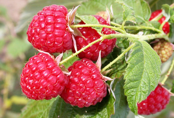 Raspberries