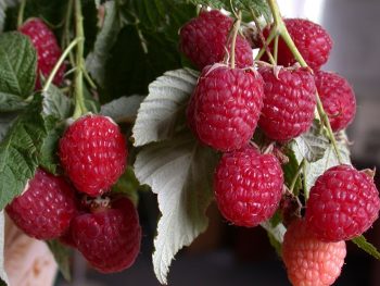 Healthy raspberry bush