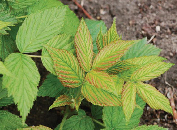 Manifestation of phosphorus deficiency on raspberries