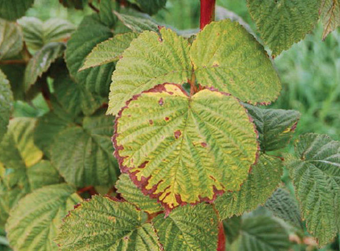 The manifestation of a lack of potassium on raspberries