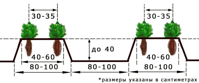Scheme for planting strawberries in open ground