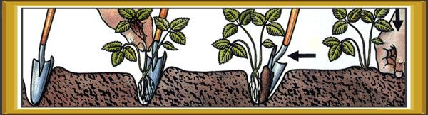 Correct planting of strawberries