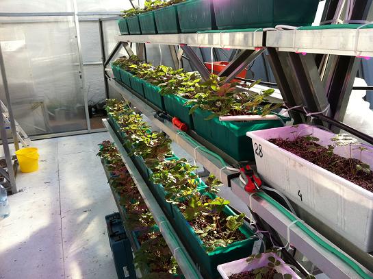 Shelving in the greenhouse