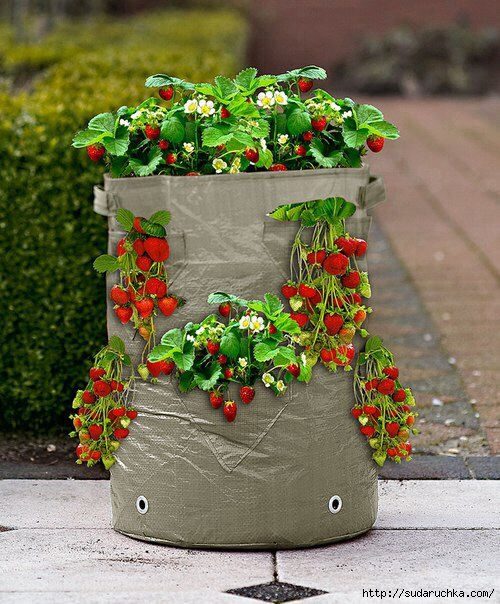 Strawberries in a nylon bag