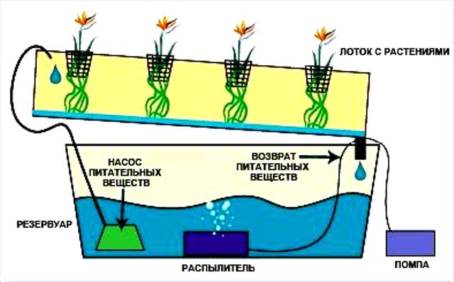 Nutrient solution supply system