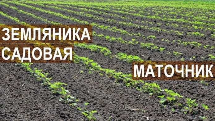 Planting the mother liquor