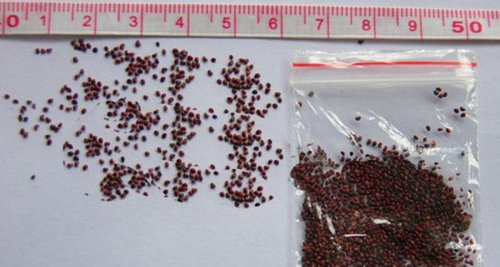 Strawberry seeds