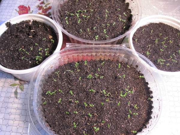 Germinating seeds in common containers