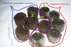 Seedlings in coconut and peat tablets