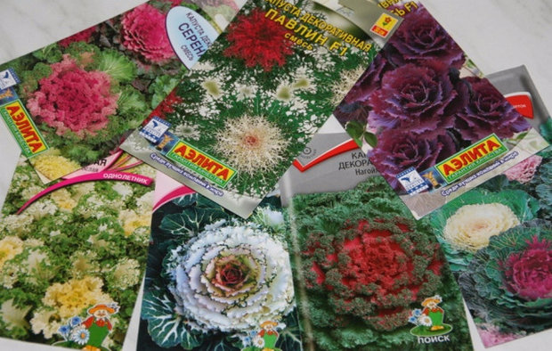 Packets with ornamental cabbage seeds
