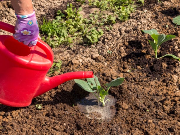 Watering ornamental cabbage