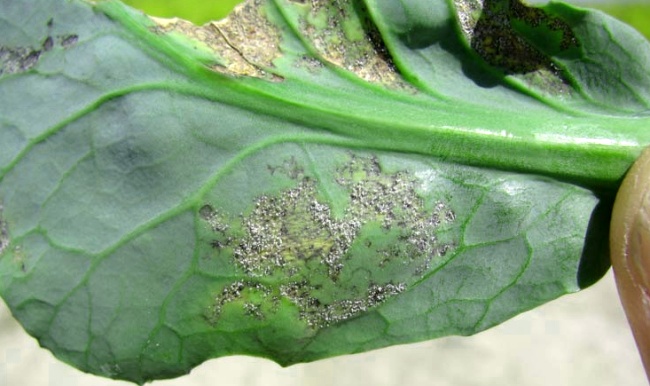 Downy mildew