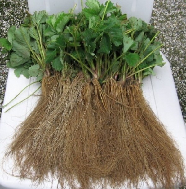 Preparing plants for long-term storage