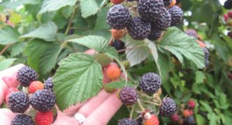 Cumberland raspberry variety