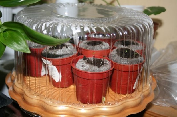 Seedlings of ornamental cabbage in a greenhouse