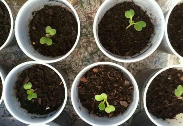 Seedlings of ornamental cabbage in cups