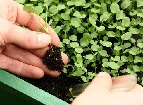 Picking ornamental cabbage seedlings