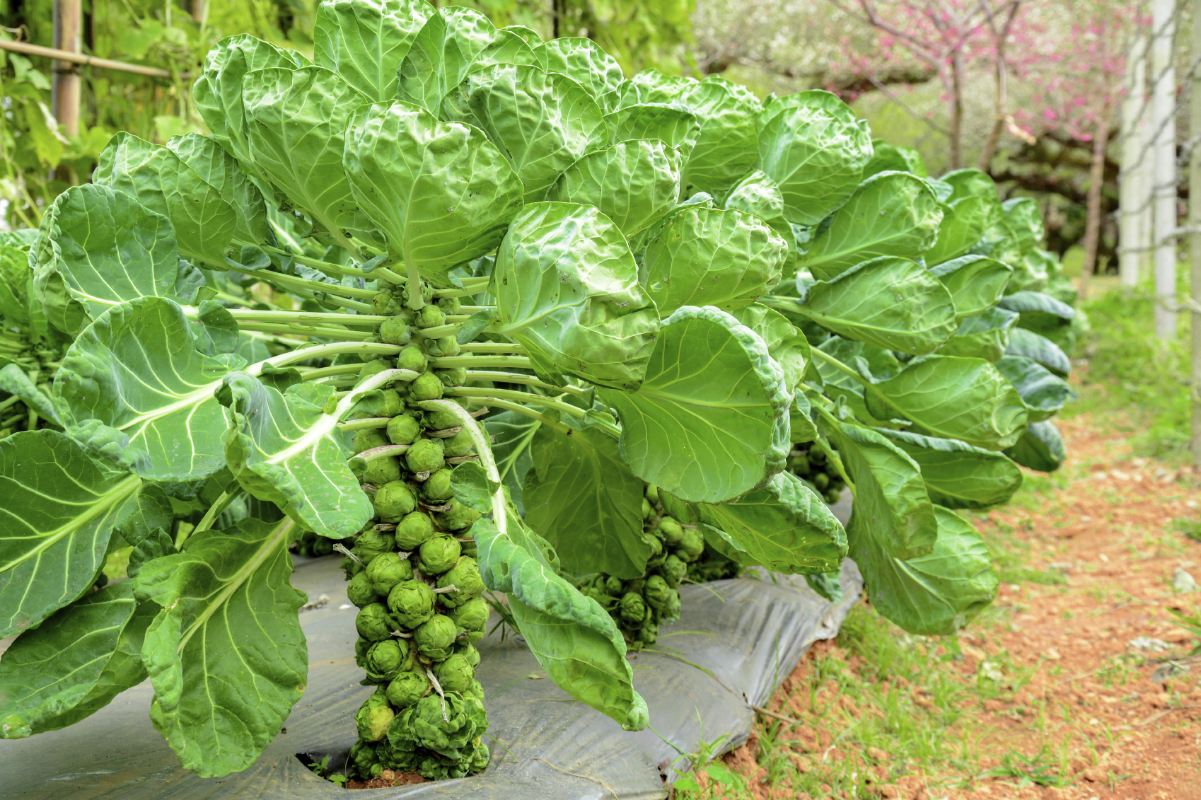 The best varieties of Brussels sprouts and the peculiarities of their cultivation