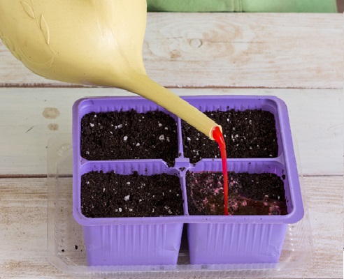 Watering the soil with a fungicide solution