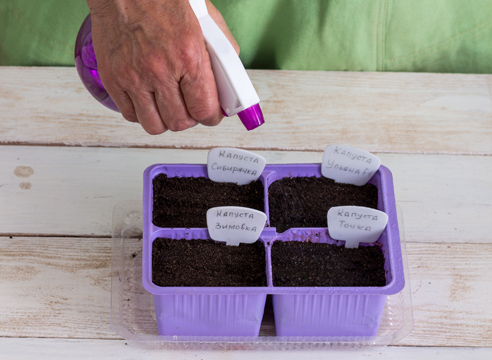 Watering seeds from a spray bottle