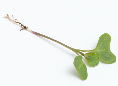 Bush of cabbage seedlings