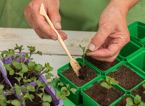 Planting cabbage seedlings in cups