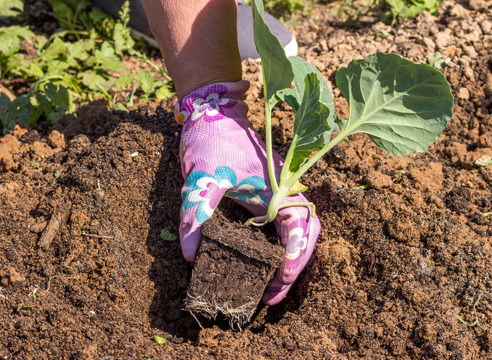 Cabbage bush in the hole