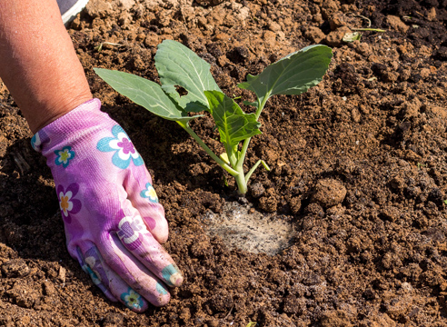 Cabbage seedlings in soil