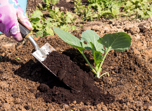Mulching a cabbage bush