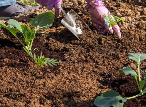 Marigolds between cabbage bushes