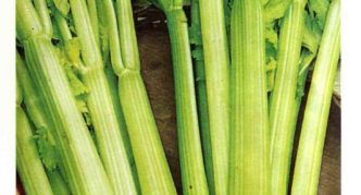 Pascal celery variety