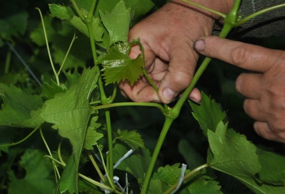 Breaking stepchildren