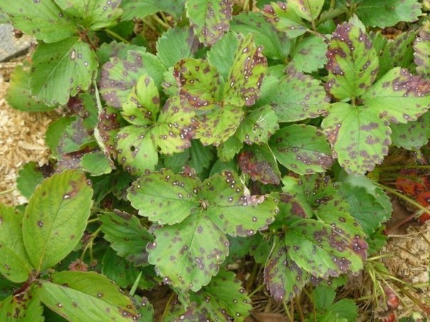 Brown and white spotting on strawberries