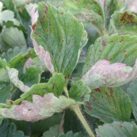 Powdery mildew on strawberries