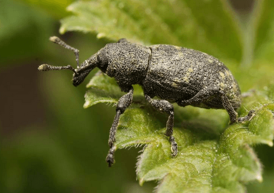 Strawberry raspberry weevil